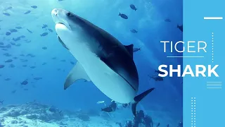 Погружение к Тигровым акулам. о. Фувамула.