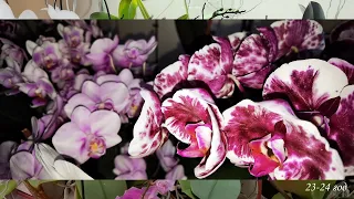 Стеллаж с орхидеями. Растут как на дрожжах.