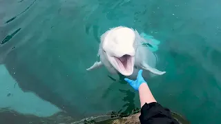 What it looks like to be a beluga trainer!