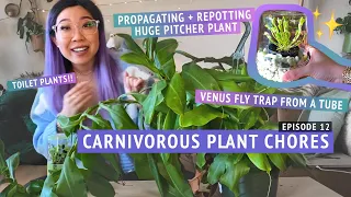 CARNIVOROUS PLANT CHORES: propagating + repotting nepenthes pitcher plant, venus flytrap in a tube