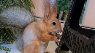 НОВОСТЬ ДНЯ ❗❗❗ Белки обожают сушёную рыбу!!! 🤣🤣🤣 Squirrel loves fish