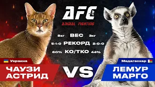 Чаузи Астрид VS лемур Марго: любовь или ненависть? 😼 Первая реакция, битва взглядов и противостояние