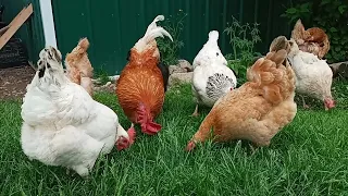 Chickens  like to eat  green grass 😍🌿🌿🐔#cute #chicken #nature #plants#farm