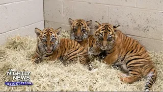 Nashville Zoo's newest stars are a trio of Sumatran Tigers | Nightly News: Kids Edition