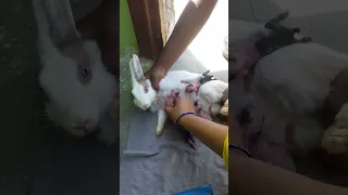 Baby rabbits feeding milk from their mother || Mother rabbit feeds their 2 days baby rabbits #shorts