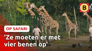 Zo WEEG je een GIRAFFE! 🦒 | Op Safari