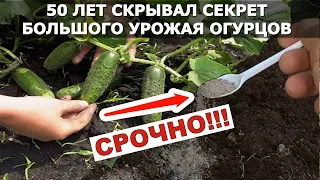 1 Литр под ОГУРЦЫ! Засыпят урожаем и желтеть не будут!  Внесите чтобы куст огурцов попер!