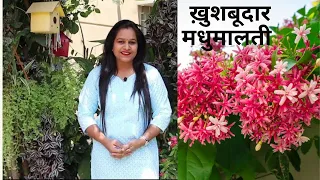 Rangoon/Madhumalti creeper पूरी गर्मी और बरसात ढेरों ख़ुशबूदार फ़ूल पाने के लिए ज़रूर लगायें ये पौधा