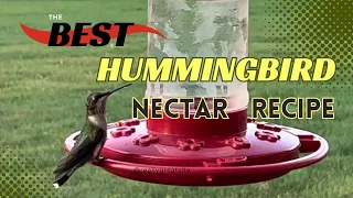 The Best, All Natural, Homemade Hummingbird Nectar Recipe (4k Tutorial)