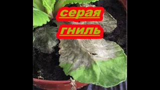 КАК ЗАЩИТИТЬ ПЕТУНИЮ ОТ СЕРОЙ ГНИЛИ?