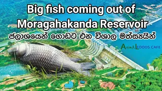 Big fish coming out of Moragahakanda Dam (ජලාශයෙන් ගොඩ එන විශාල මළු)