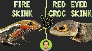 Fire Skink vs Red Eyed Crocodile Skink - Head To Head