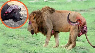 Lions Die Tragically - Lions Are Painfully Defeated By The Most Aggressive Prey In the Animal World