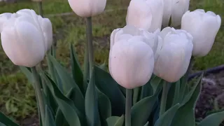 ПОСАДКА ТЮЛЬПАНІВ. МІЙ ДОСВІД. 🌷⚘️