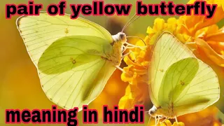 pair of yellow butterfly meaning in hindi #pairofyellowbutterfly#yellowbutterfly #lawofattraction