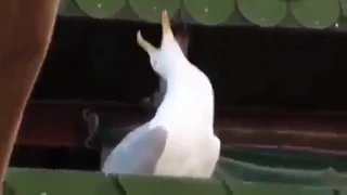 Seagull Laughing Gorillaz Feel Good Inc