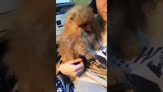 Cute Orange Pomeranian Puppy