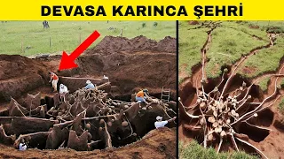 Arkeologları Şaşkınlık İçinde Bırakan Bir Karınca Şehri Keşfedildi