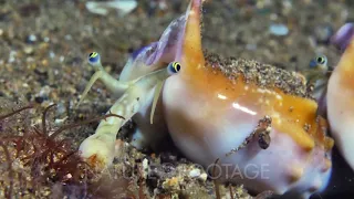 Jumping vomer conch feeding feeding