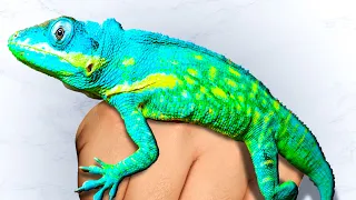 Rarest Lizard Collection Tour!