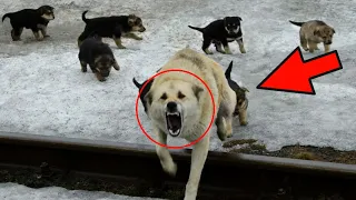 The dog defended his children to the last, but they decided to dispose of them!