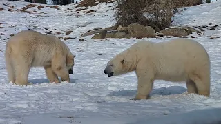 Polar Bear, Calgary Zoo 2024