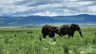 Unforgettable Tanzania Ep.2 : Game drive Safari in Ngorongoro Crater and Lake Manyara