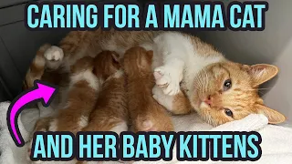 How to Care for a Mama Cat & Kittens (3 Top Tips!)