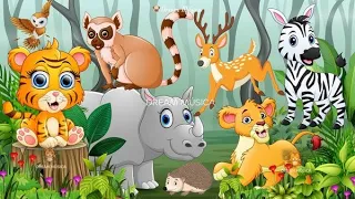 Animal sounds around us: Rhino, Tiger, Lion, Zebra, Lemur, Deer, Hedgehog - ANIMAL (BGM)