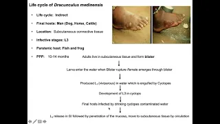 Dracunculus medinensis I Dracunculiasis I Medina worn I Guinea worm II Bangla II Dr Alim