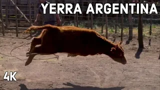 YERRA y SORTIJA tradicion criolla Argentina en Cordoba