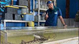 Let's talk about Leopard Sharks