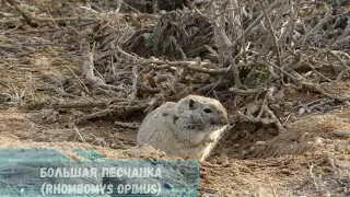 Пустыня Бетпак-Дала  Betpak-Dala Desert