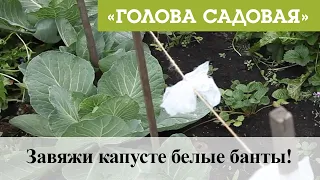 Голова садовая - Завяжи капусте белые банты!