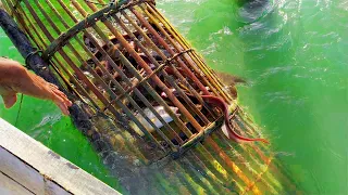Amazing Fishing | Easy way to trap fish | Fish trap homemade