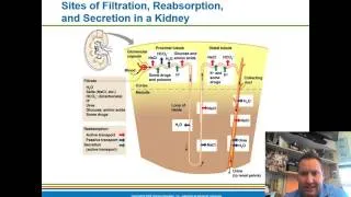 Urinary System Lecture