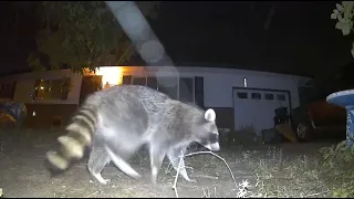 Raccoon chatter