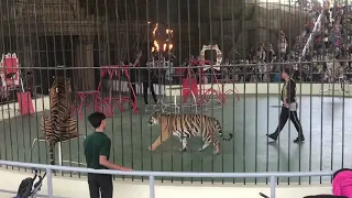 Tiger show