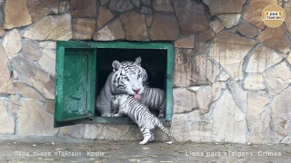 Малыши бенгальские тигры. Тайган. Крым | Cubs bengal tigers