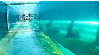 Serpent Slide : Water Slide - Atlantis (Paradise Island, Bahamas)