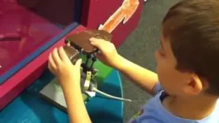 Eagle attacking mouse: kids museum