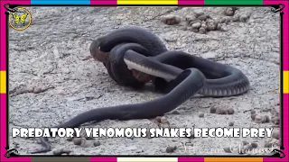 Predatory venomous snakes become prey/Animal Planet/bbc/bbc earth/wildlife/Nat Geo Wild/nature wild