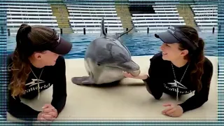 Dolphin kisses girls-Дельфин целует девушек