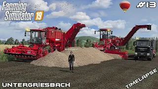 Harvesting sugar beet w MrsTheCamPeR | Animals on Untergriesbach | Farming Simulator 19 | Episode 13