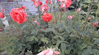 Kríková ruža - čo robiť, aby krásne kvitla. Rose in the garden -  quick tip.