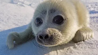Seal Lullaby by Eric Whitacre