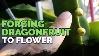 How to Grow Dragonfruit Part 3: Inducing Flowering