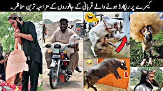 Eid Qurbani Animals Funny Moments Part 04.