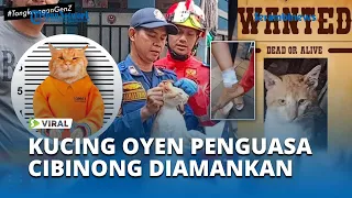 VIRAL Terlalu Ganas dan Sudah Memakan Korban, KUCING OYEN Cibinong Diamankan Petugas Damkar