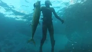 Southwest Freedive Spearfishing - Albany WA